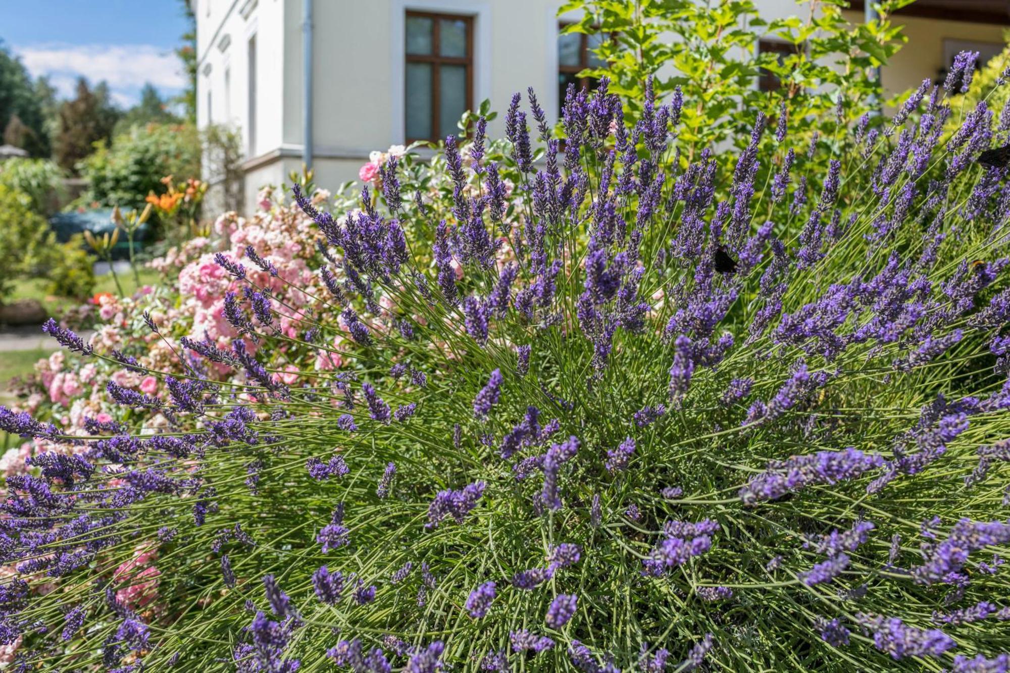 Ferienwohnung Mit Grossem Garten Klosterheide Ngoại thất bức ảnh